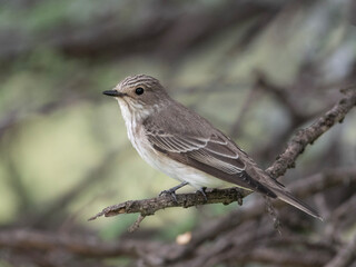 Obraz premium Charming Flycatcher in Dinokeng’s Rugged Foliage