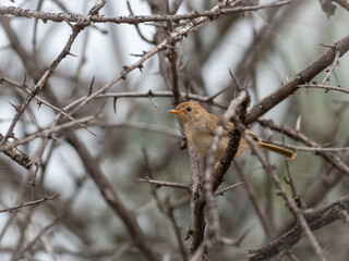 Delicate Nedicky Perched in Zululand’s Quiet Canopy