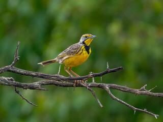 Fototapeta premium Vibrant Longclaw Perched in Zululand’s Lush Wilderness