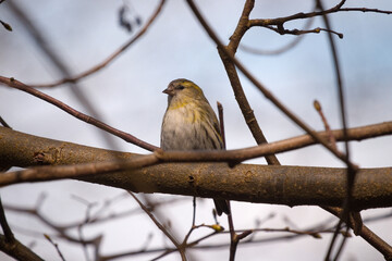 Olsztyński las miejski. Ptak na gałęzi. © Andrzej