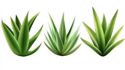 Obraz premium Three aloe vera plants displayed against a white background.