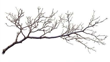 A bare tree branch isolated on a white background for design elements.
