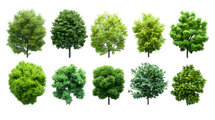 Fototapeta premium Set of tree and bush top views, realistic, isolated on white background