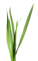 Blades of green grass isolated on white