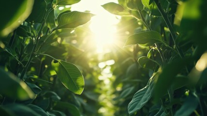 Fototapeta premium Rows of vibrant green soybean plants bathed in warm sunlight.