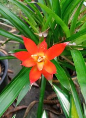 Close-up shot of a stunning Guzmania lingulata, showcasing its bright orange-red bracts and delicate yellow and white inner petals. 