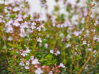 Thymus vulgaris or garden thyme with small pinkish white flowers, close up. This culinary herb is aromatic, evergreen, flowering plant in the mint family Lamiaceae.