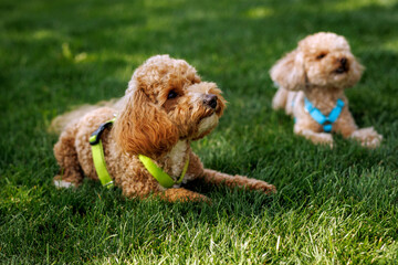 Two dogs are laying on the grass. One is wearing a green harness. The other dog is not wearing a harness