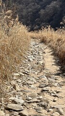 dry grass in the river side
