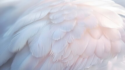 Obraz premium Delicate, soft white feathers in close-up.