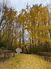 autumn trees in the park