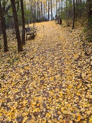 path in autumn forest