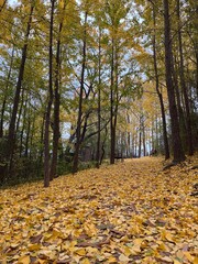 path in autumn forest