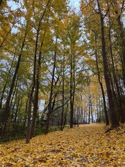 autumn in the forest
