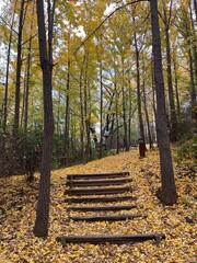 path in autumn forest