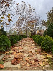 path in autumn park