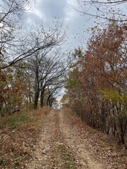 path in autumn forest