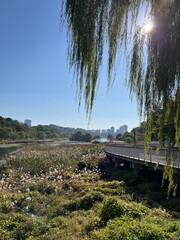 bridge over the lake