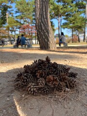 pile of pine cones