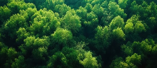 Aerial view Lush green forest canopy, sunlight dappled, nature background