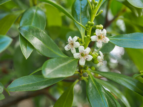 White little flowers and green foliage, close up. Blossoms feature five petals with rows of purple spots. Mousehole tree or Myoporum acuminatum, flowering plant in the figwort family Scrophulariaceae.