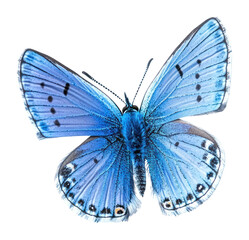 Obraz premium PNG Blue butterfly invertebrate animal insect.