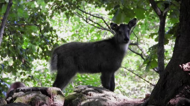 한국,산양,천연기념물,새끼산양,멸종위기야생동물,Korea, goats, natural monuments, baby goats, endangered wild animals