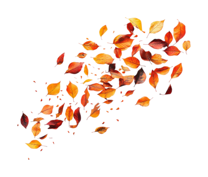Autumn leaves falling nature scenic seasonal beauty. Isolated on transparent background, png.