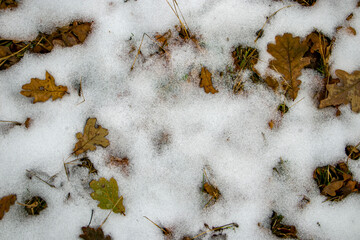 Fallen dry oak leaves settling on a white snowy background