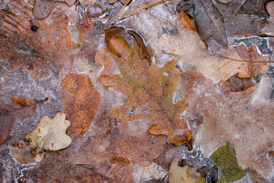 Ice leaf. Yellow oak leaves covered with ice. Frozen crust on fallen leaves.