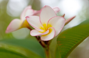 Fototapeta premium A flower with a yellow center and pink petals