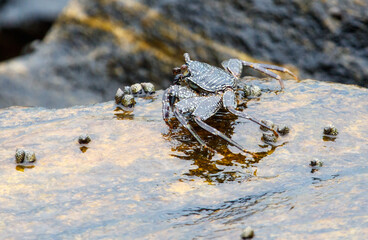 A crab is standing on a rock in the water