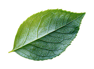 Obraz premium View of a vibrant green leaf nature on. Isolated on transparent background, png.