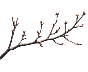 Obraz premium Budding tree branches in nature spring season high-resolution minimalist style. Isolated on transparent background, png.