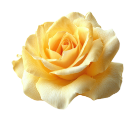 Beautiful yellow rose flower nature scene floral soft lighting view. Isolated on transparent background, png.