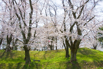 Obraz premium 埼玉県指定史跡「雉岡城跡公園(城山公園）」の桜2