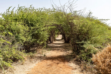 Birds Popenguine Nature Reserve in Senegal Atlantic coastal town