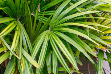 A large green leafy plant with a few brown spots