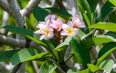 A group of pink flowers with yellow centers are growing on a tree