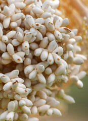 A close up of a bunch of white seeds