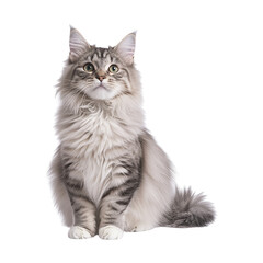 Fototapeta premium black cat transparent