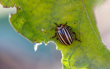A striped bug is eating a leaf