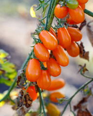 A bunch of orange tomatoes hanging from a plant