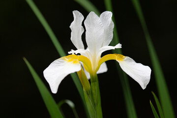 Fototapeta premium 白色のアヤメの花のアップ2