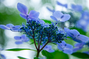 咲き始めたガクアジサイ3