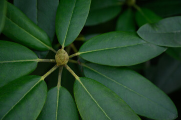 Symmetrical rhododendron leaf arrangement with central bud, vivid green foliage and natural texture. Ideal for eco design, nature backgrounds, and spring botanical graphics.