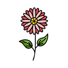 Isolated pink daisy flower on a black background