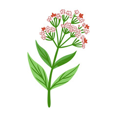 Illustration of Verbena Flower on Black Background