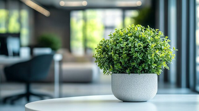 Modern Office Plant in Pot, Blurred Background of excellence in splendor beyond compare with grace