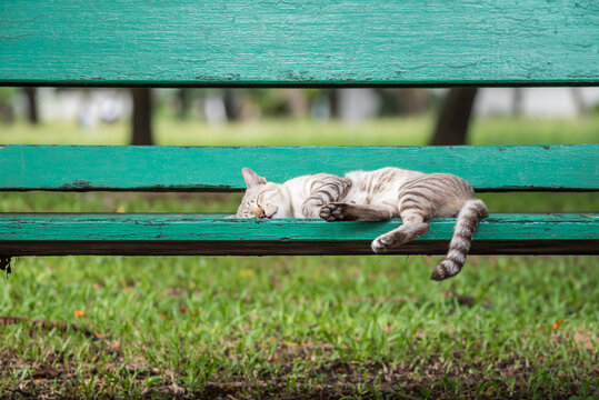 Cat sleeping on wooden chair at park with nature